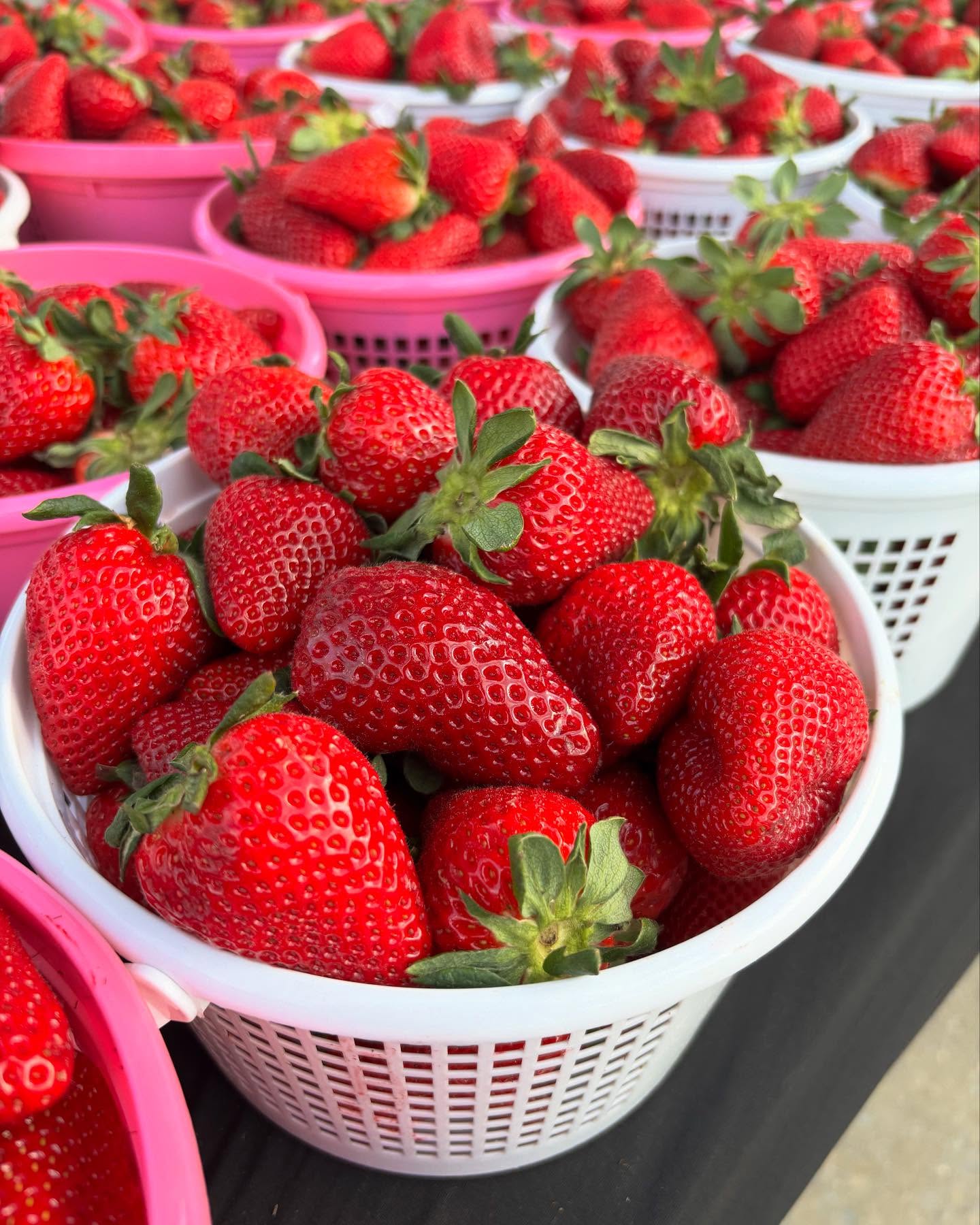 Farm Fresh Strawberries in buckets for sale at a Farmers Market.
